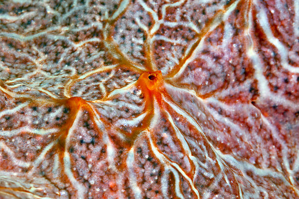 Detail Meeres-Schwamm, Porifera, Tufi, Salomonensee, Papua Neuguinea