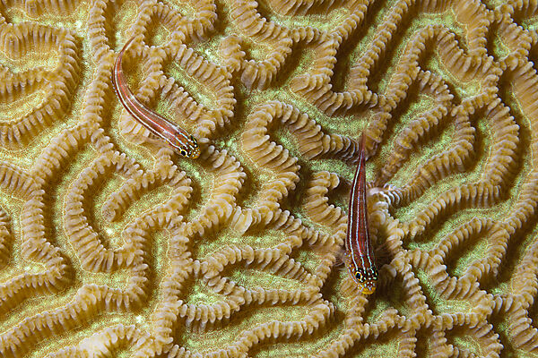 Pair of Striped Triplefin, Helcogramma striata, Tufi, Solomon Sea, Papua New Guinea