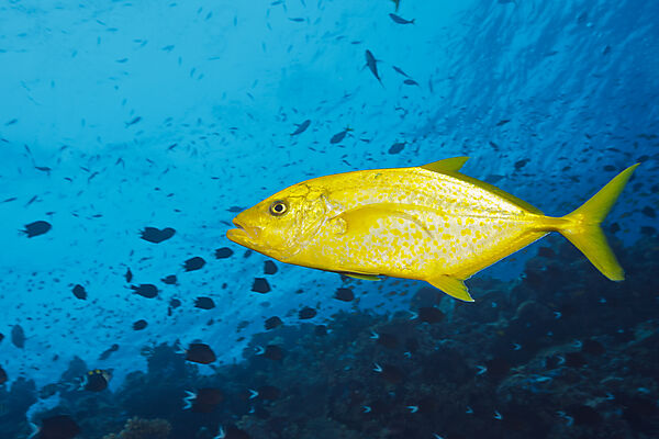 Orangespotted Trevally, Carangoides bajad, Tufi, Solomon Sea, Papua New Guinea
