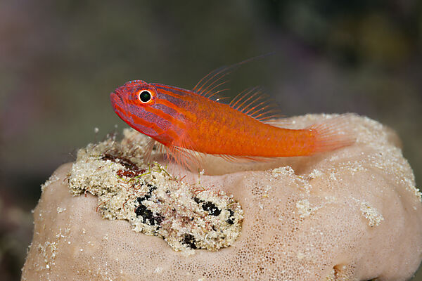 Stripeheaded Goby, Trimma striatum, Tufi, Solomon Sea, Papua New Guinea