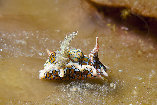 Psychedelic Batwing Slug, Sagaminopteron psychedelicum, Tufi, Solomon Sea, Papua New Guinea