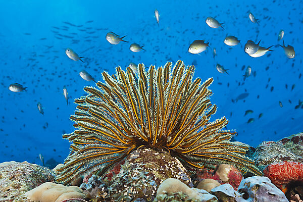 Crinoids in Coral Reef, Comaster schlegeli, Tufi, Solomon Sea, Papua New Guinea