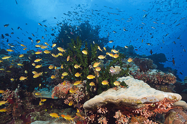 Species-rich Coral Reef, Tufi, Solomon Sea, Papua New Guinea