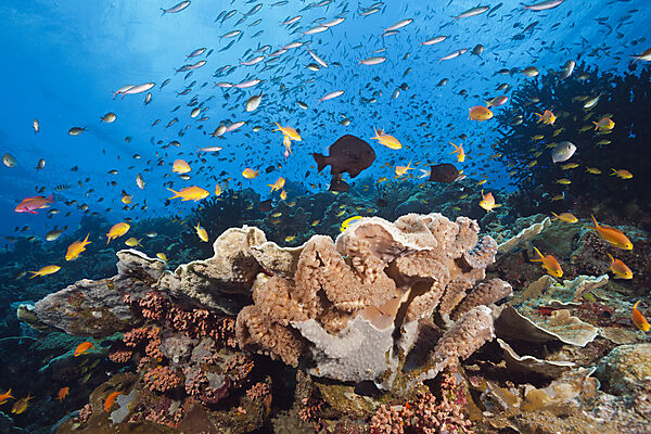 Species-rich Coral Reef, Tufi, Solomon Sea, Papua New Guinea