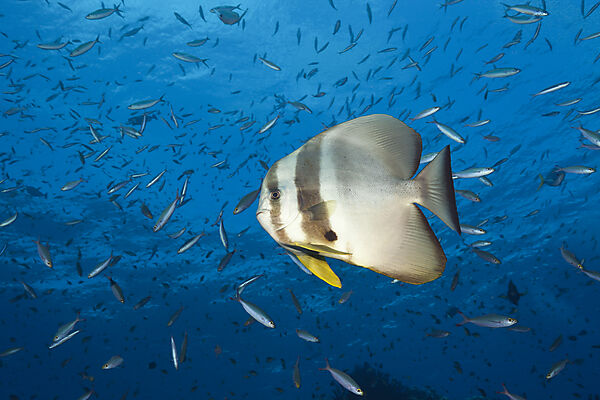 Longfin Batfish, Platax teira, Tufi, Solomon Sea, Papua New Guinea
