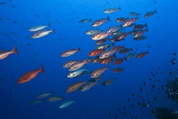 Schwarm Rote Pinjalo Schnapper, Pinjalo lewisi, Tufi, Salomonensee, Papua Neuguinea