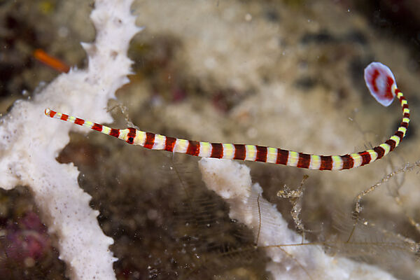 Gebaenderte Seenadel, Doryrhamphus dactyliophorus, Tufi, Salomonensee, Papua Neuguinea