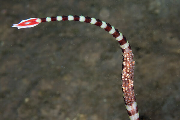 Maennliche Gebaenderte Seenadel traegt Eier aus, Doryrhamphus dactyliophorus, Tufi, Salomonensee, Papua Neuguinea