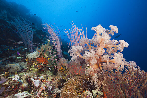Species-rich Coral Reef, Tufi, Salomonensee, Papua Neuguinea