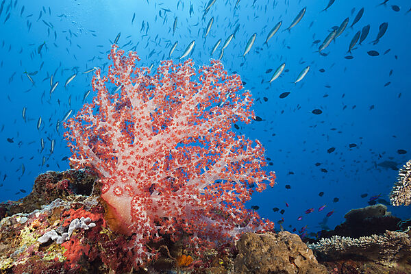 Rote Weichkoralle im Riff, Dendronephthya, Tufi, Salomonensee, Papua Neuguinea