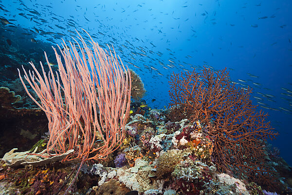 Species-rich Coral Reef, Tufi, Salomonensee, Papua Neuguinea