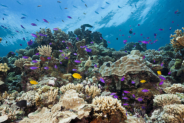Tuka-Fahnenbarsche am Riff, Pseudanthias tuka, Tufi, Salomonensee, Papua Neuguinea