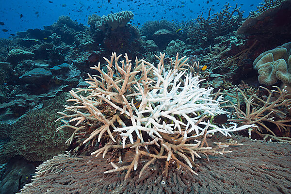 Korallenbleiche, Tufi, Salomonensee, Papua Neuguinea