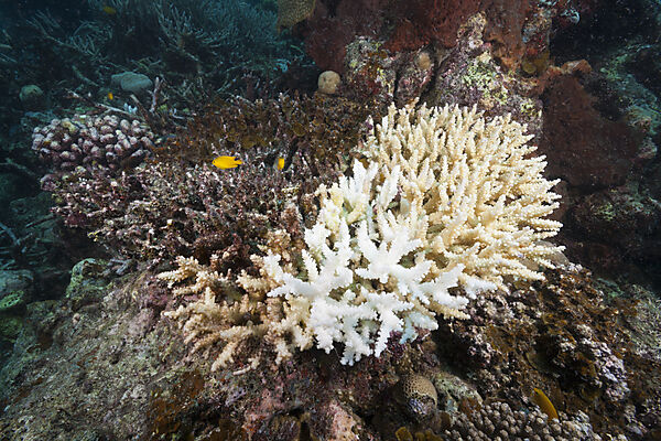 Korallenbleiche, Tufi, Salomonensee, Papua Neuguinea