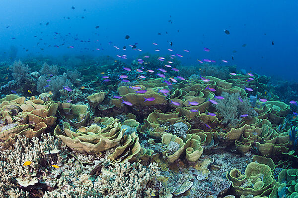 Riff mit Salatkorallen, Turbinaria mesenterina, Tufi, Salomonensee, Papua Neuguinea
