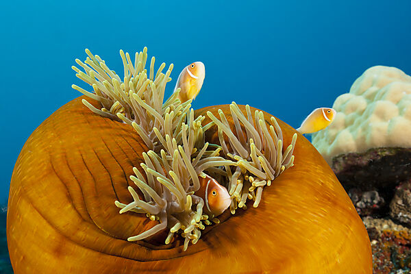 Halsband-Anemonenfische, Amphiprion perideraion, Tufi, Salomonensee, Papua Neuguinea