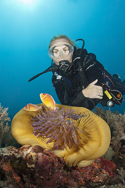 Taucher und Halsband-Anemonenfische, Amphiprion perideraion, Tufi, Salomonensee, Papua Neuguinea