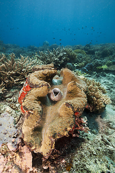 Grosse Moerdermuschel, Tridacna squamosa, Tufi, Salomonensee, Papua Neuguinea