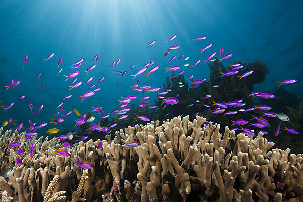 Yellowback Anthias over Coral Reef, Pseudanthias tuka, Tufi, Solomon Sea, Papua New Guinea