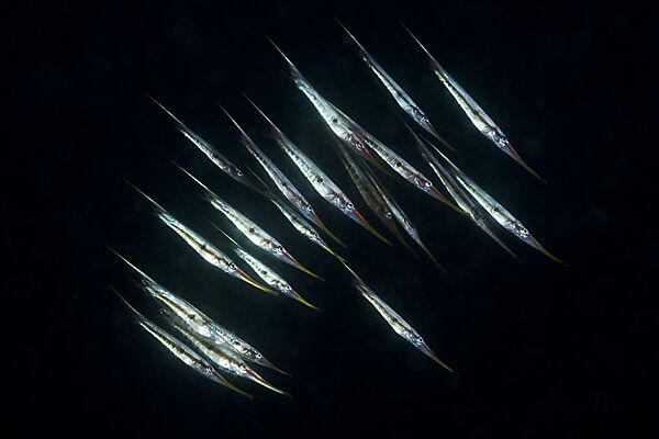 Schwarm Schnepfenmesserfische, Centriscus scutatus, Tufi, Salomonensee, Papua Neuguinea