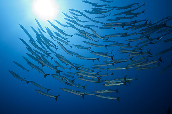 Shoal of Blackfin Barracuda, Sphyraena qenie, Tufi, Solomon Sea, Papua New Guinea