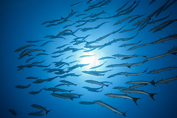 Shoal of Blackfin Barracuda, Sphyraena qenie, Tufi, Solomon Sea, Papua New Guinea