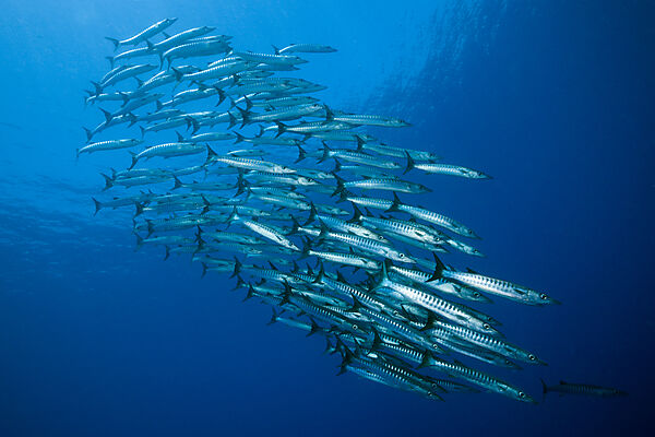 Shoal of Blackfin Barracuda, Sphyraena qenie, Tufi, Solomon Sea, Papua New Guinea