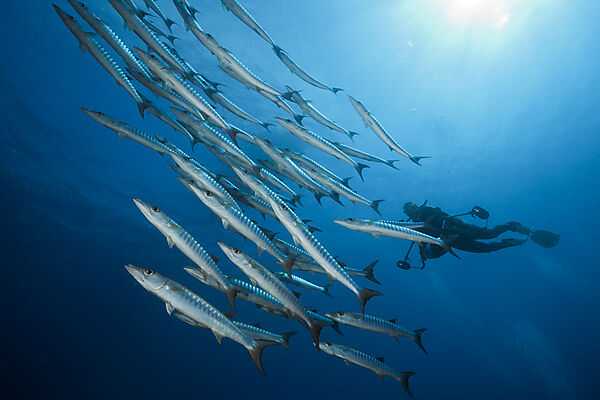 Shoal of Blackfin Barracuda, Sphyraena qenie, Tufi, Solomon Sea, Papua New Guinea