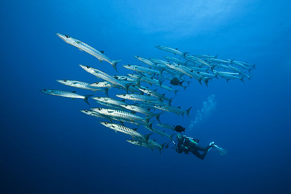 Shoal of Blackfin Barracuda, Sphyraena qenie, Tufi, Solomon Sea, Papua New Guinea