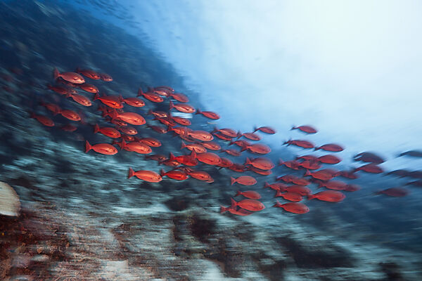 Shoal of Slender Pinjalo Snapper, Pinjalo lewisi, Tufi, Solomon Sea, Papua New Guinea