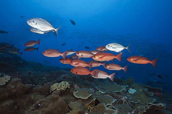 Shoal of Slender Pinjalo Snapper, Pinjalo lewisi, Tufi, Solomon Sea, Papua New Guinea