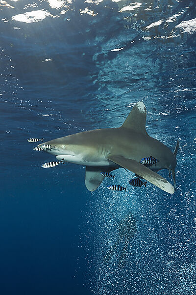 Weissspitzen-Hochseehai, Carcharhinus longimanus, Atlantik, Bahamas