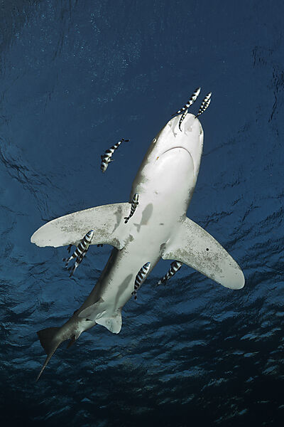 Weissspitzen-Hochseehai, Carcharhinus longimanus, Atlantik, Bahamas