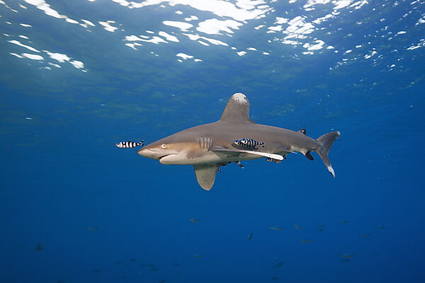 Weissspitzen-Hochseehai, Carcharhinus longimanus, Atlantik, Bahamas