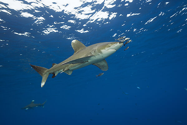 Weissspitzen-Hochseehai, Carcharhinus longimanus, Atlantik, Bahamas