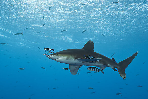 Weissspitzen-Hochseehai, Carcharhinus longimanus, Atlantik, Bahamas