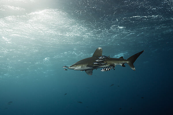 Weissspitzen-Hochseehai, Carcharhinus longimanus, Atlantik, Bahamas