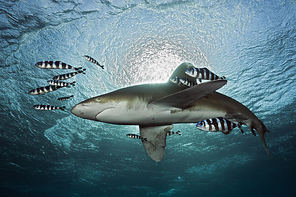 Weissspitzen-Hochseehai, Carcharhinus longimanus, Atlantik, Bahamas