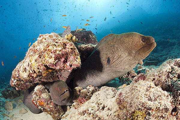 Giant Morays, Gymnothorax javanicus, North Male Atoll, Indian Ocean, Maldives