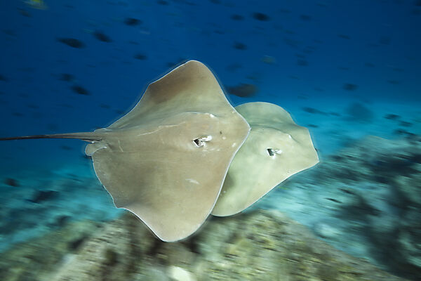 Pink Whipray, Pateobatis fai, North Male Atoll, Indian Ocean, Maldives