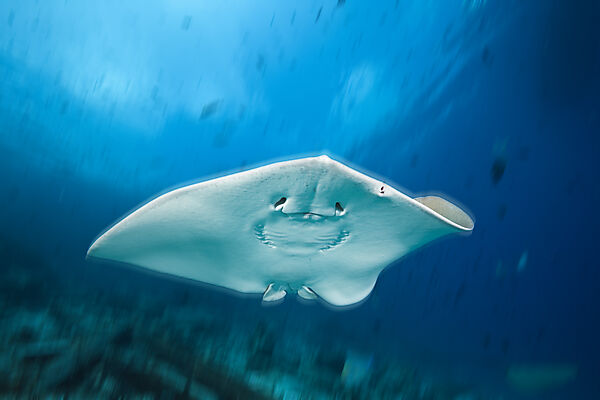Pink Whipray, Pateobatis fai, North Male Atoll, Indian Ocean, Maldives