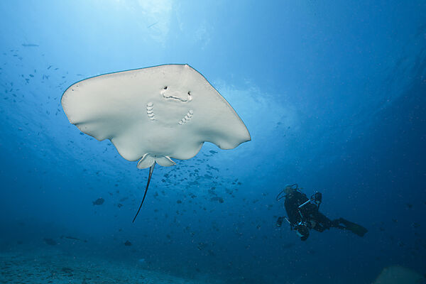 Pink Whipray, Pateobatis fai, North Male Atoll, Indian Ocean, Maldives