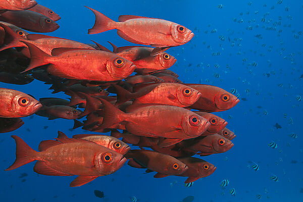 Shoal of Crescent-tail Bigeye, Priacanthus hamrur, North Male Atoll, Indian Ocean, Maldives