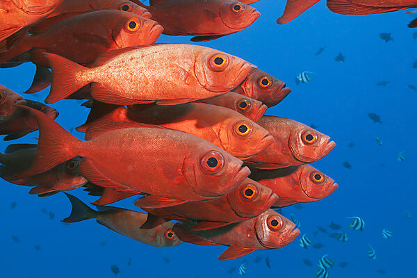 Shoal of Crescent-tail Bigeye, Priacanthus hamrur, North Male Atoll, Indian Ocean, Maldives