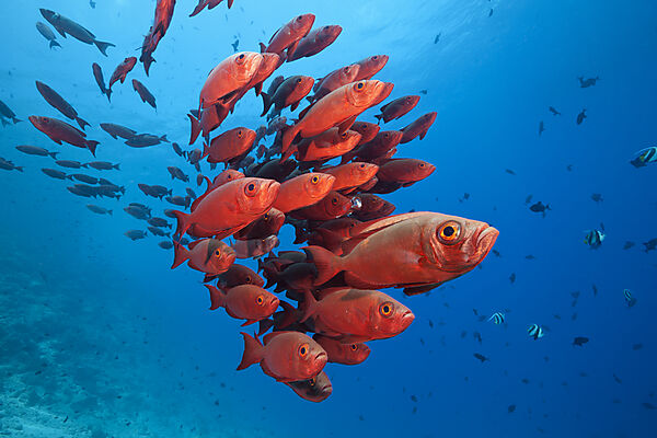 Shoal of Crescent-tail Bigeye, Priacanthus hamrur, North Male Atoll, Indian Ocean, Maldives