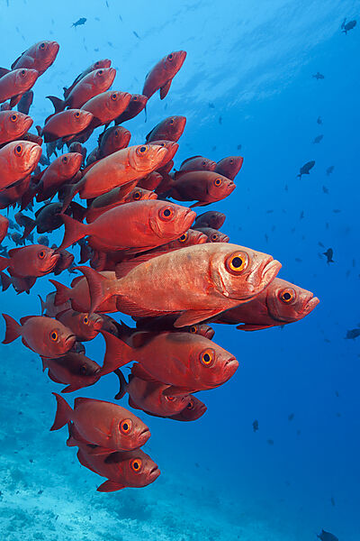 Shoal of Crescent-tail Bigeye, Priacanthus hamrur, North Male Atoll, Indian Ocean, Maldives