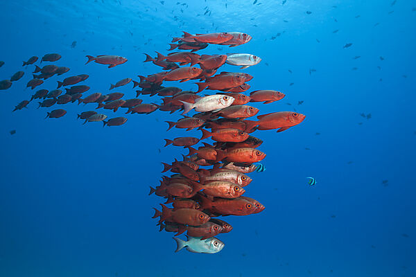 Shoal of Crescent-tail Bigeye, Priacanthus hamrur, North Male Atoll, Indian Ocean, Maldives