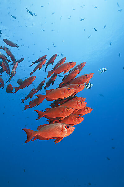Shoal of Crescent-tail Bigeye, Priacanthus hamrur, North Male Atoll, Indian Ocean, Maldives