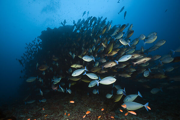 Shoal of Sleek Unicornfish, Naso Hexacanthus, South Male Atoll, Indian Ocean, Maldives