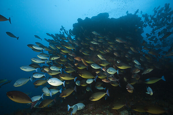Shoal of Sleek Unicornfish, Naso Hexacanthus, South Male Atoll, Indian Ocean, Maldives